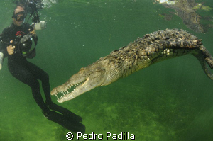 (Crocodylus rhombifer) 
Jardines de la Reina Cuba
El Co... by Pedro Padilla 